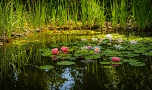 Schwimm- und Gartenteich