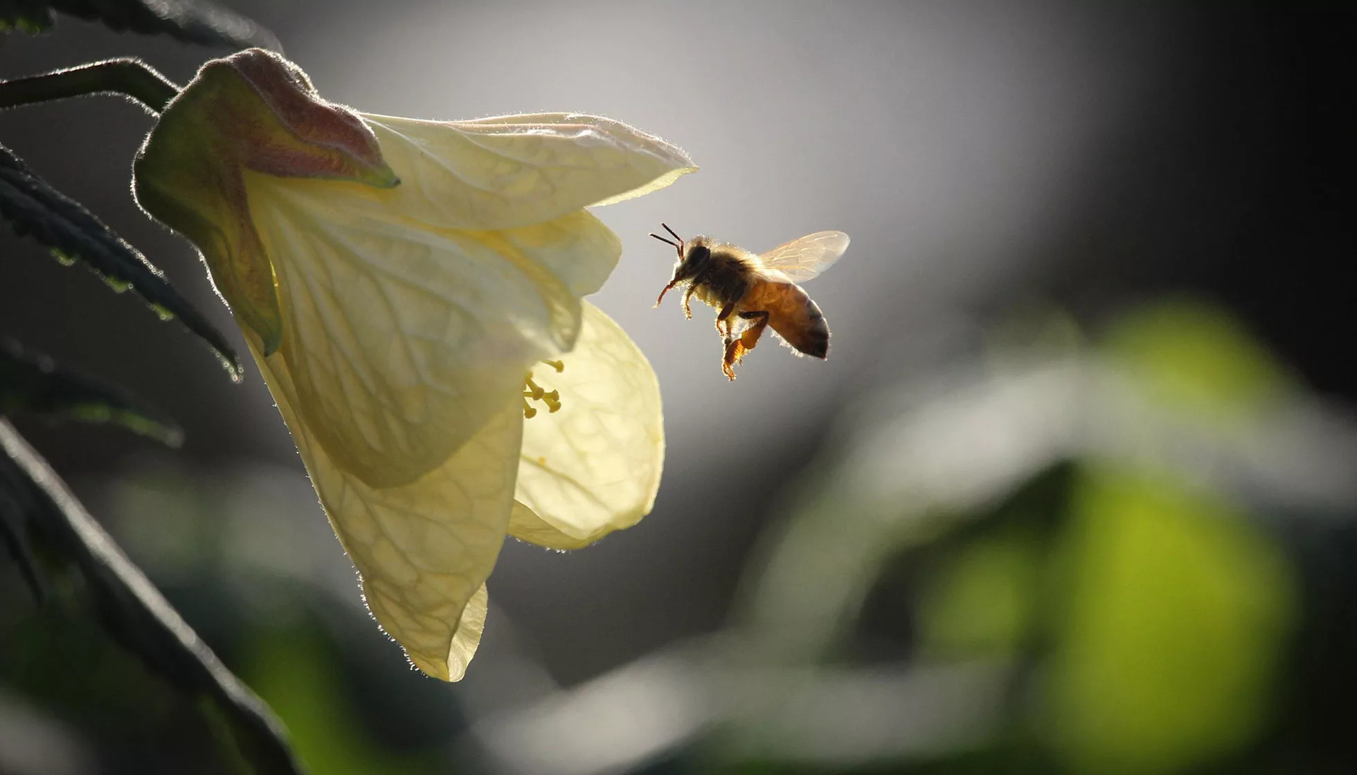 Bienenfreundlicher Garten