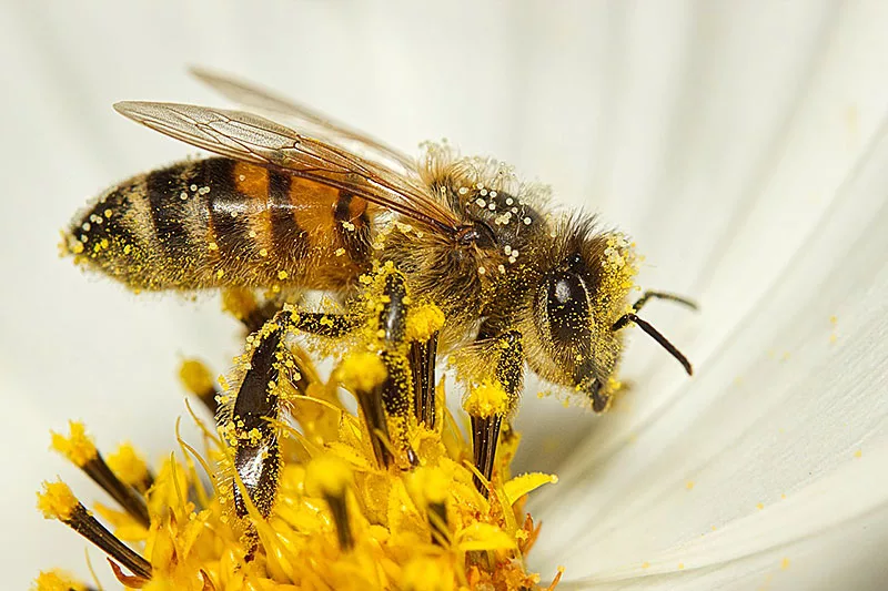 Bienen im Garten