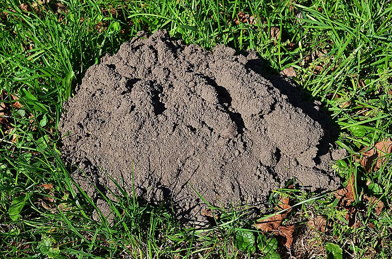 Maulwurfshügel im Garten