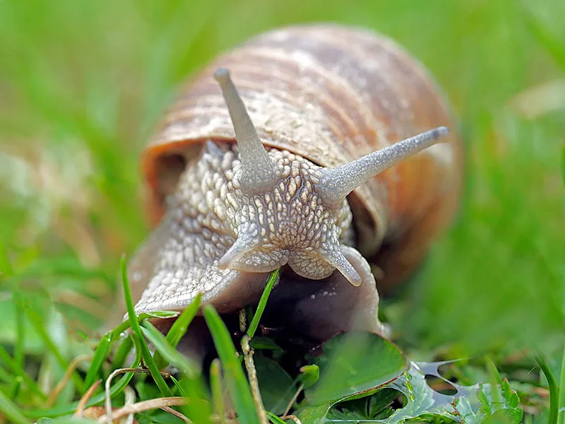 Schnecken im Garten