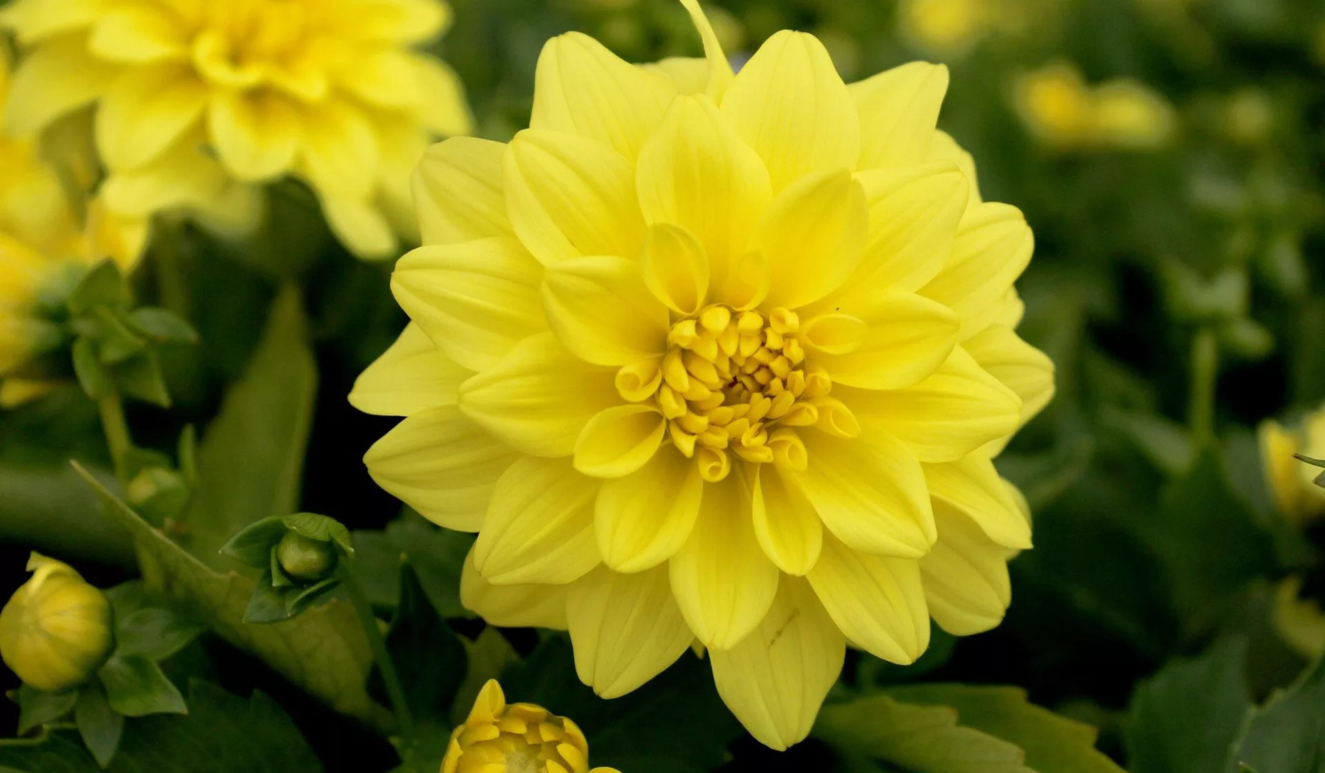 Dahlie im Garten