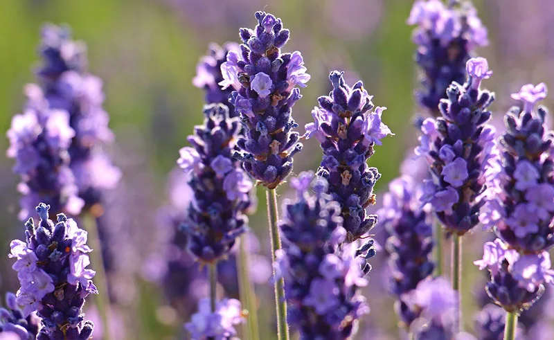 Lavendel im Garten