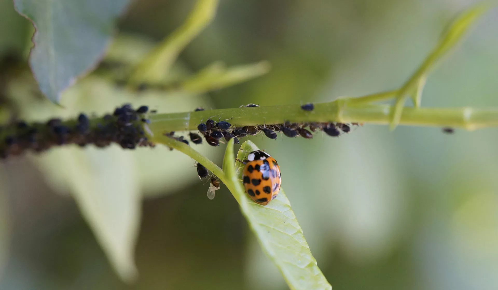 Schädlinge im Garten gekämpfen
