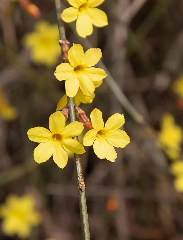 Winterjasmin