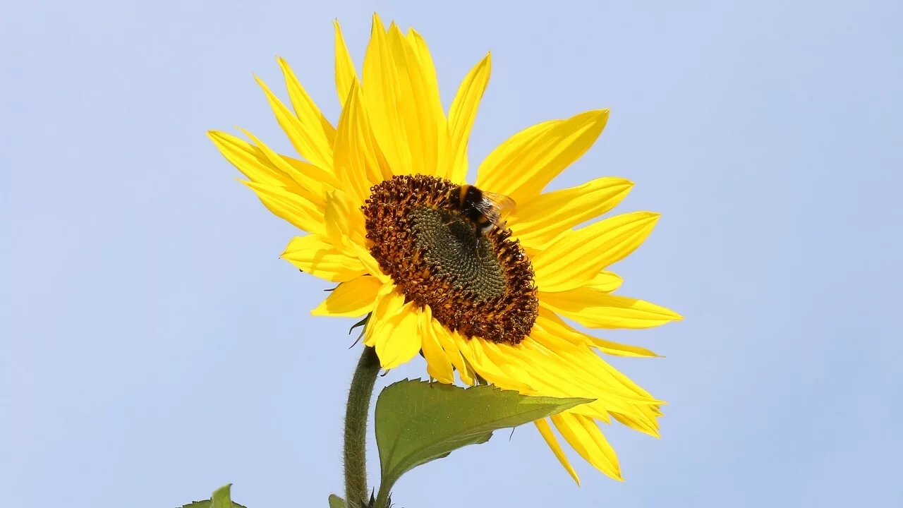 Hummel auf einer Sonnenblume